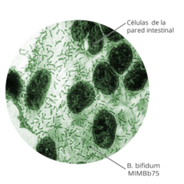 Mecanismo de acción de Kijimea contra el colon irritable